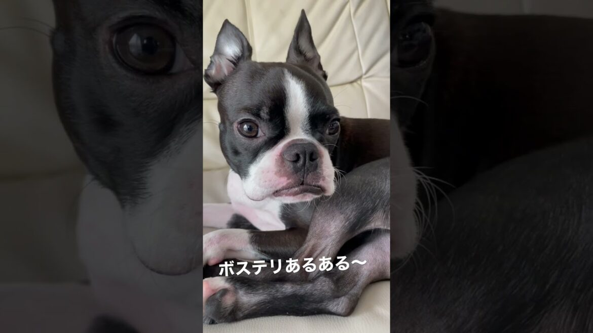 【あるある】口のたるみに寝癖ついちゃうボストンテリア#shorts #あるある #bts