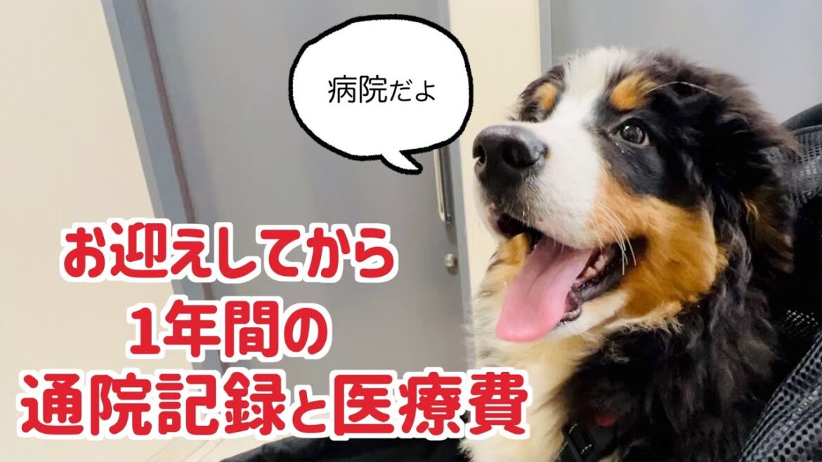 バーニーズマウンテンドッグをお迎えしてから1年間の通院記録と医療費