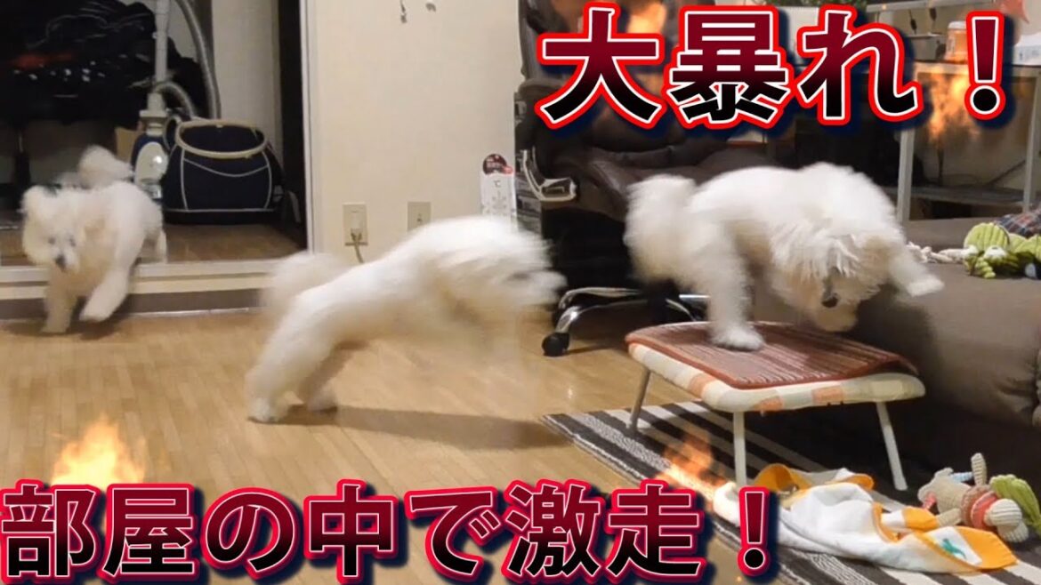 大暴れ!部屋の中で激走してるとき!ビションフリーゼ 大暴れ!部屋の中で激走してるとき!ビションフリーゼ