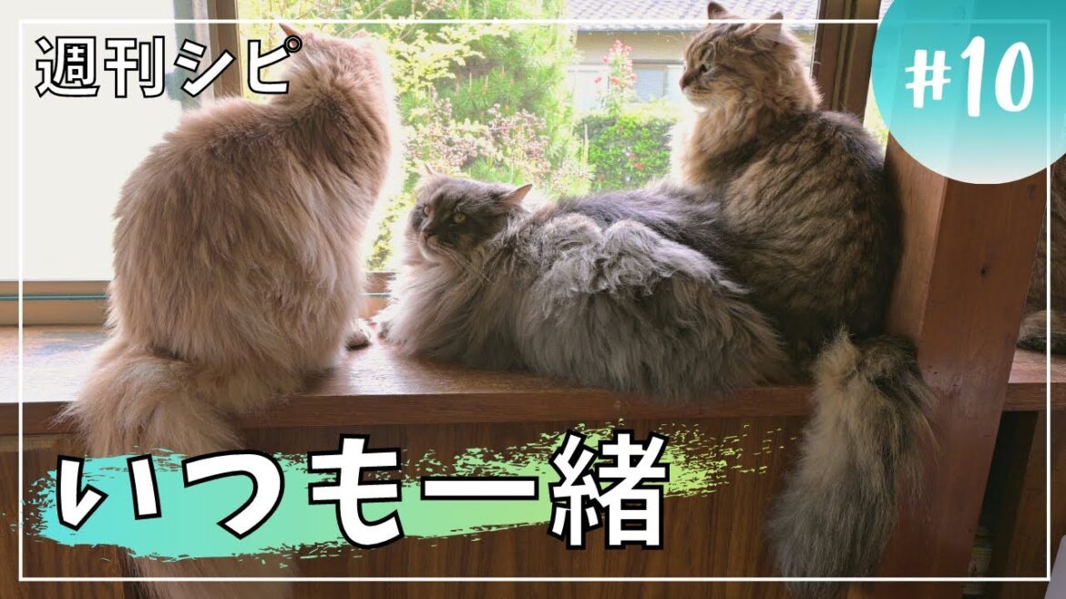 【週刊シピ10】最終号！家族に愛されるパパ猫【サイベリアン】