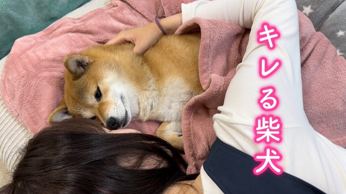 ママに甘えておきながら距離を詰められてブチギレるツンデレな柴犬が可愛い