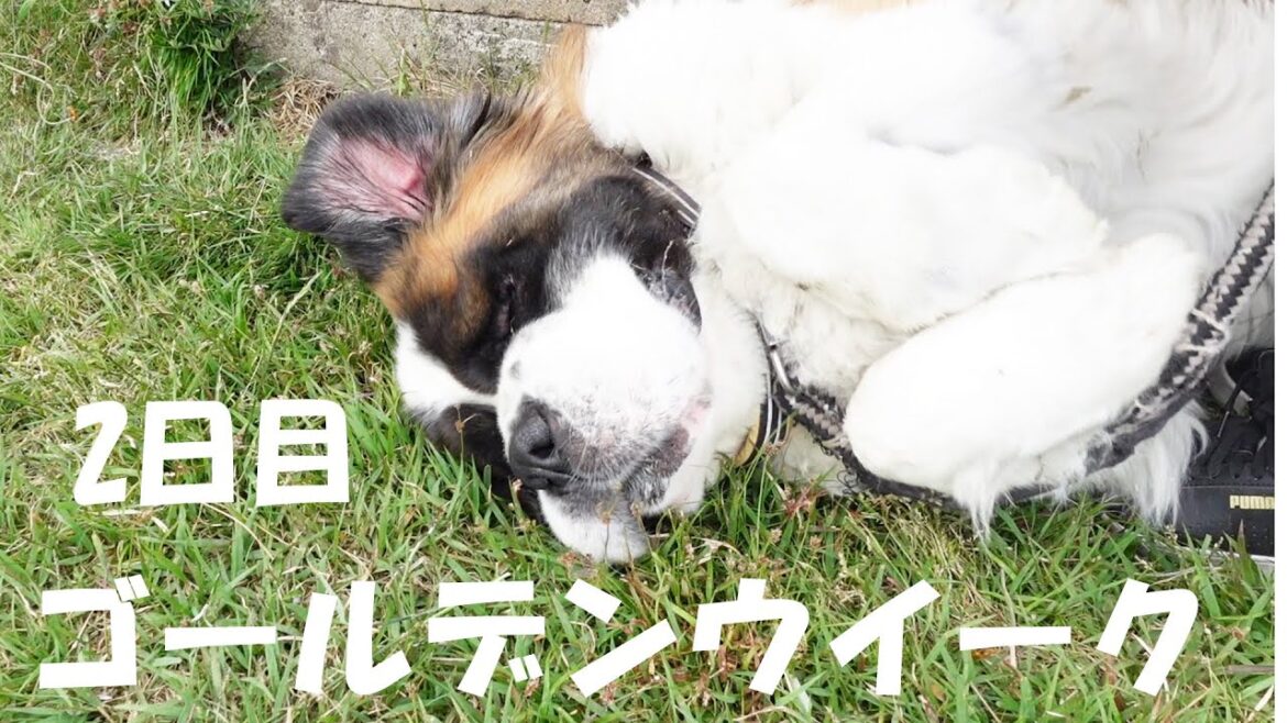 【ゴールデンウイーク２日目】平凡なセントバーナードの日記The Diary of an Ordinary St. Bernard