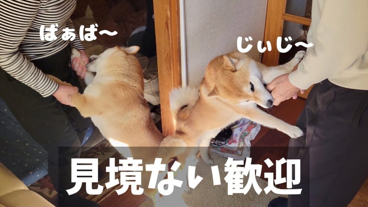 実家に帰ると見境なく歓迎をする柴犬と豆柴