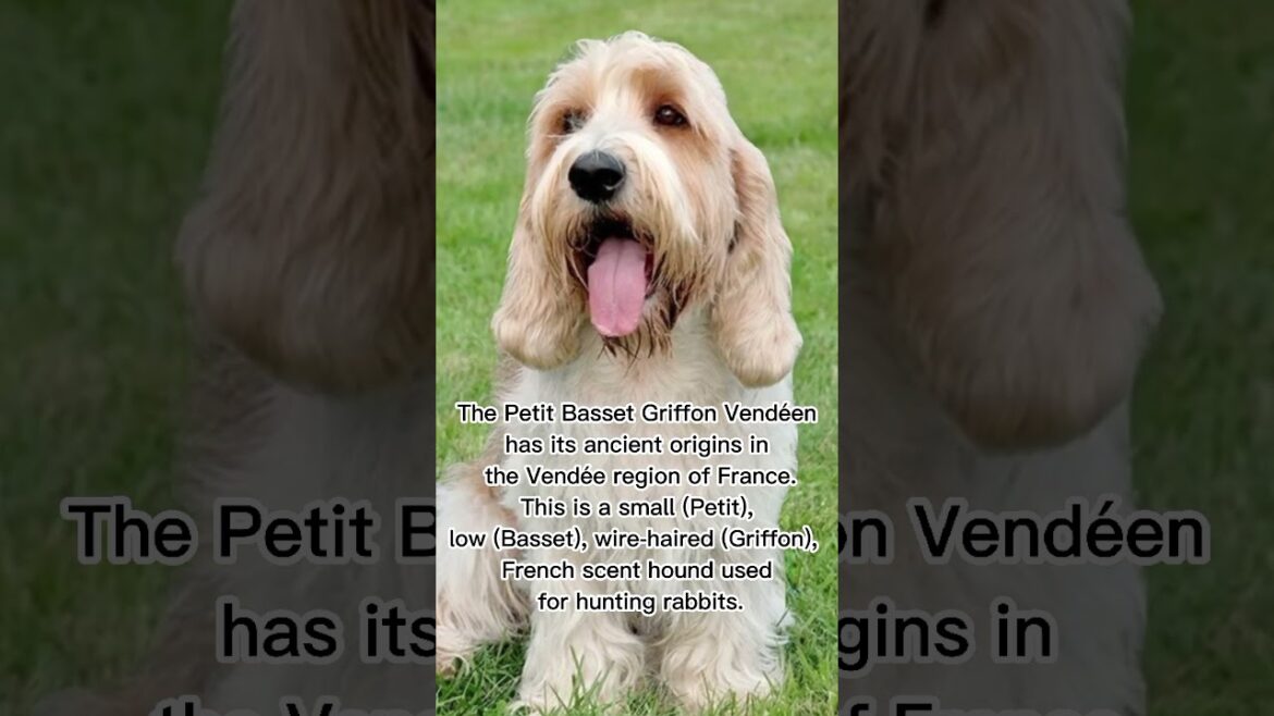 PETIT BASSET GRIFFON VENDÉEN 🐶 #dogs #animals #shorts