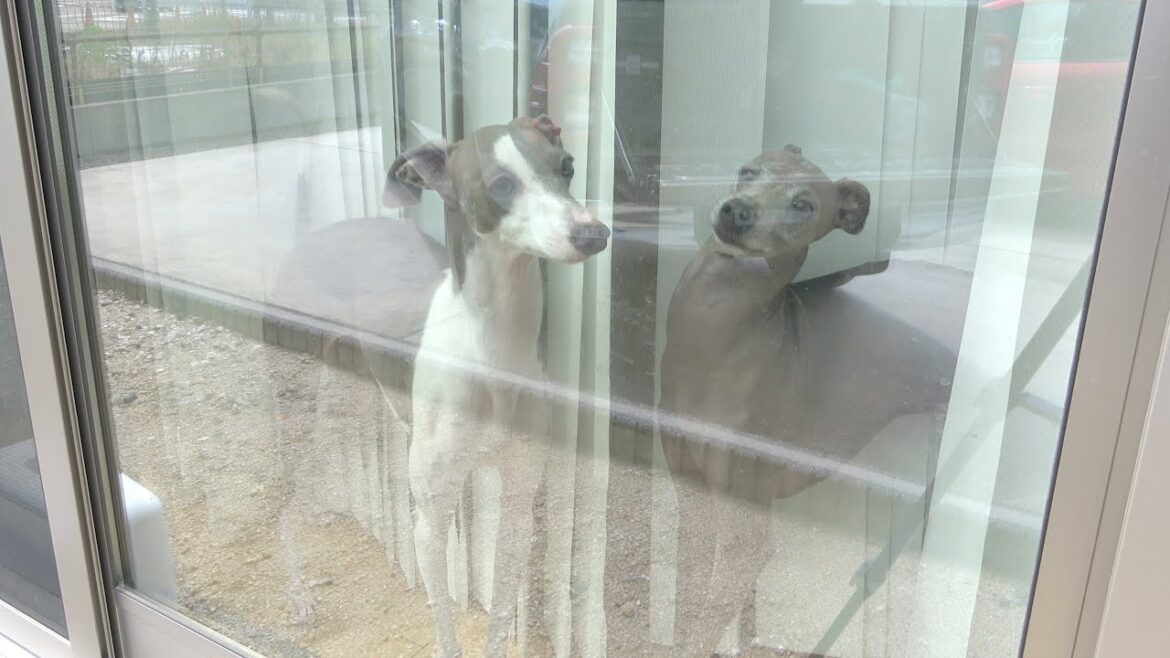 飼い主がキャンプの準備をしていると何だかソワソワしちゃう犬達ww【イタグレ】