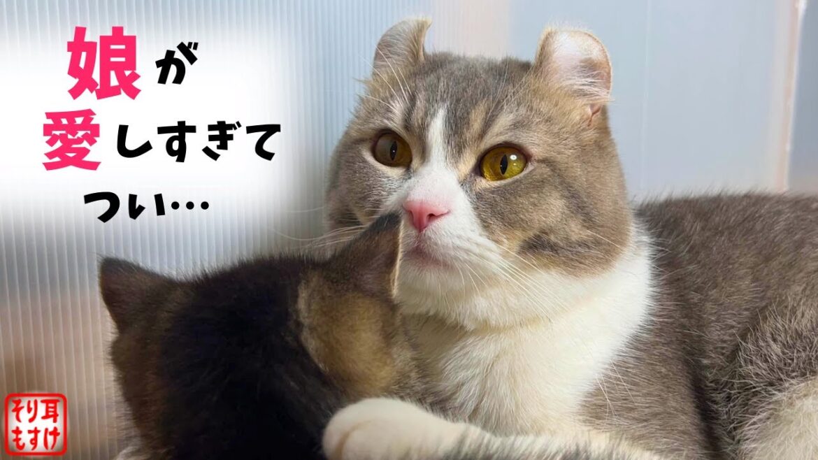 パパにイタズラされてまさかの姿にさせられた愛娘はこちらｗ【奇跡のイクメン猫】