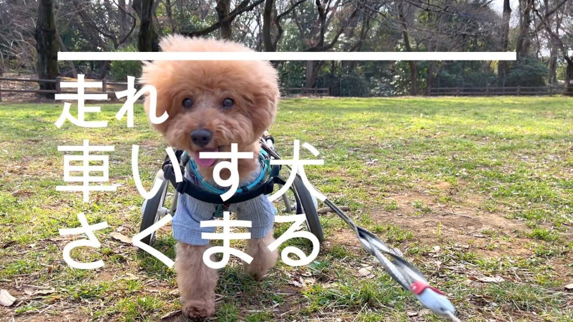 【トイプードル】車いす犬　原っぱを走ってきました！
