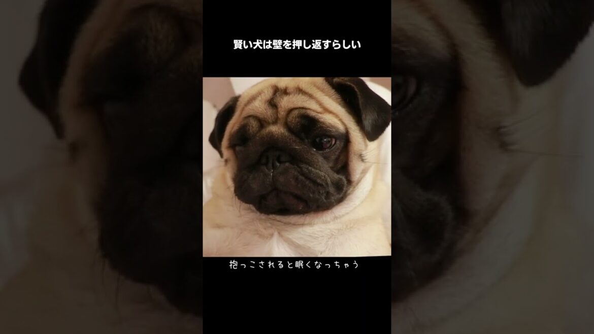 最後に奇跡のシンクロ再びWWWWW遺伝子強すぎだろWWWWWWWWW