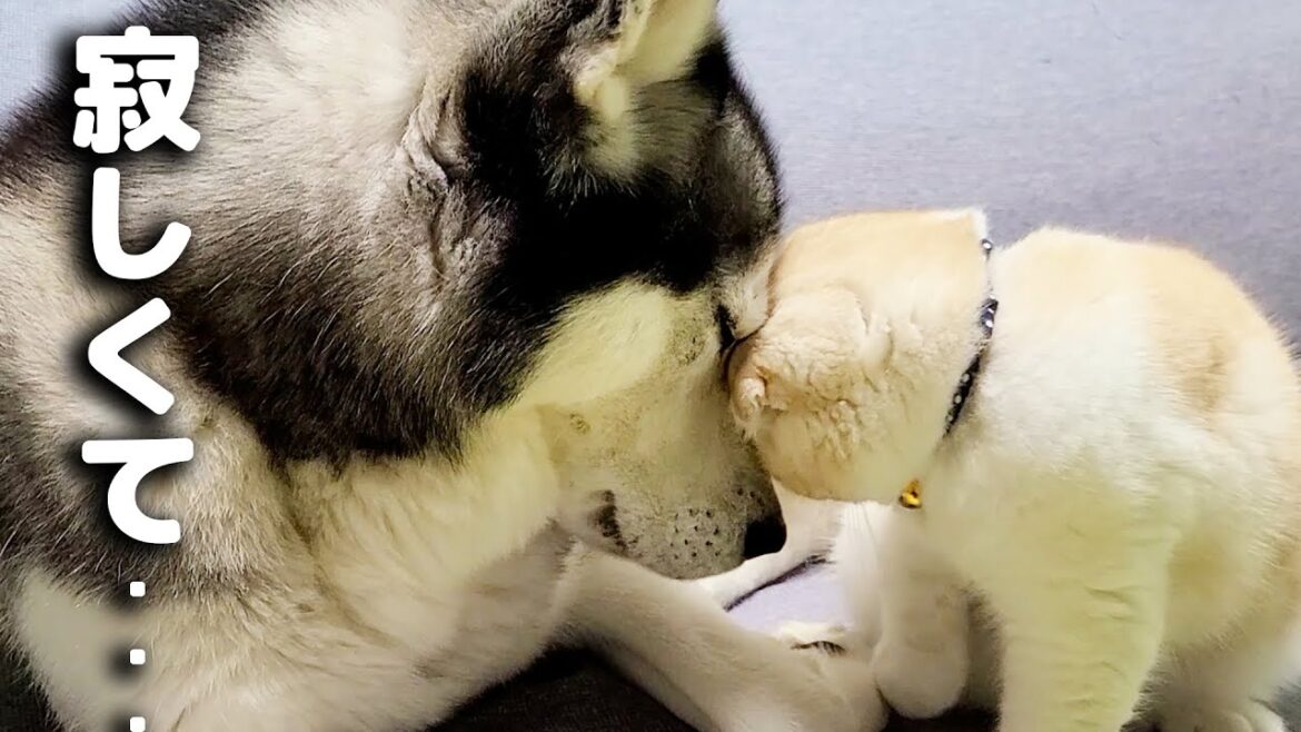 夜中にこっそり帰ったら子猫が寂しくて犬に世界一可愛い事してた...笑