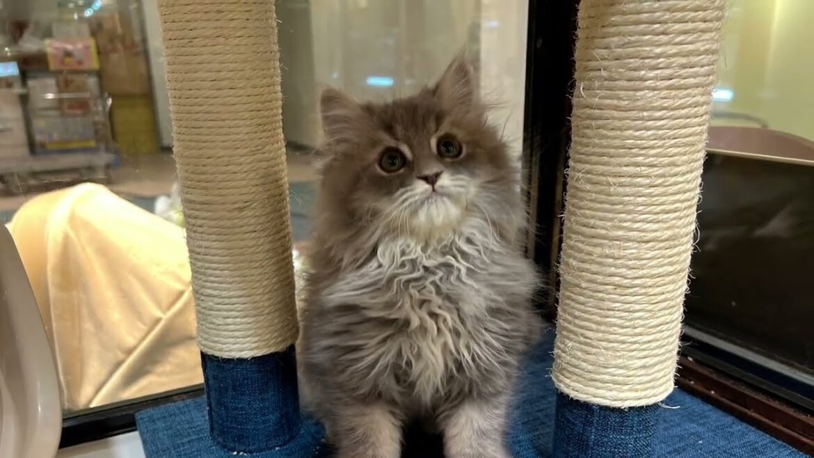 ラガマフィンの子猫くん、仲間入りしました♪