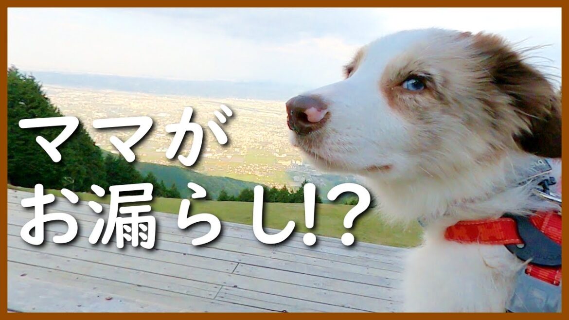 【散歩デビュー】ある意味いい経験をしました😆【ボーダーコリー】