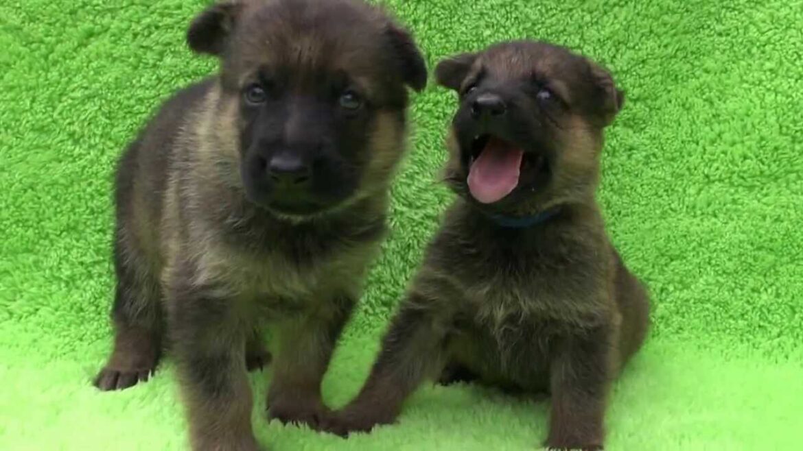 血統優秀☆ジャーマンシェパードの仔犬