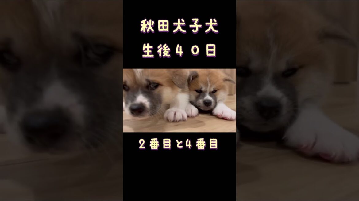 秋田犬の子犬🐶犬らしくなりました😊 #もふもふ #秋田犬 #子犬 #akitainu #犬 #大型犬 #かわいい #dog #shorts #癒し