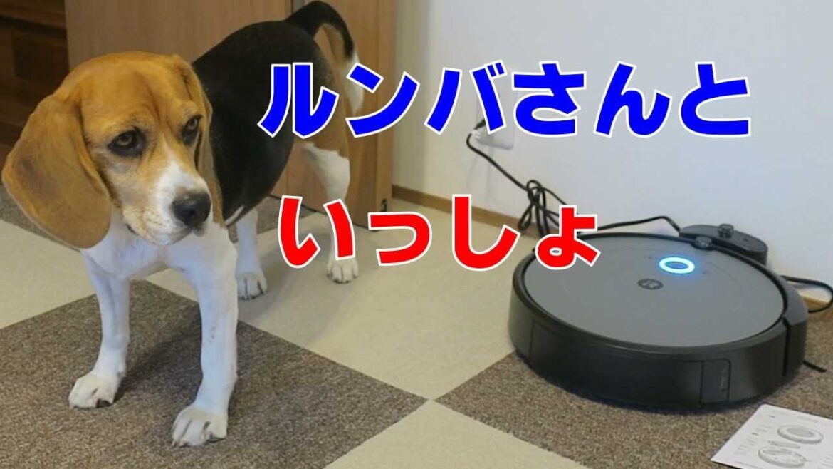 ルンバさん 【おてんばビーグルふくちゃん】その208