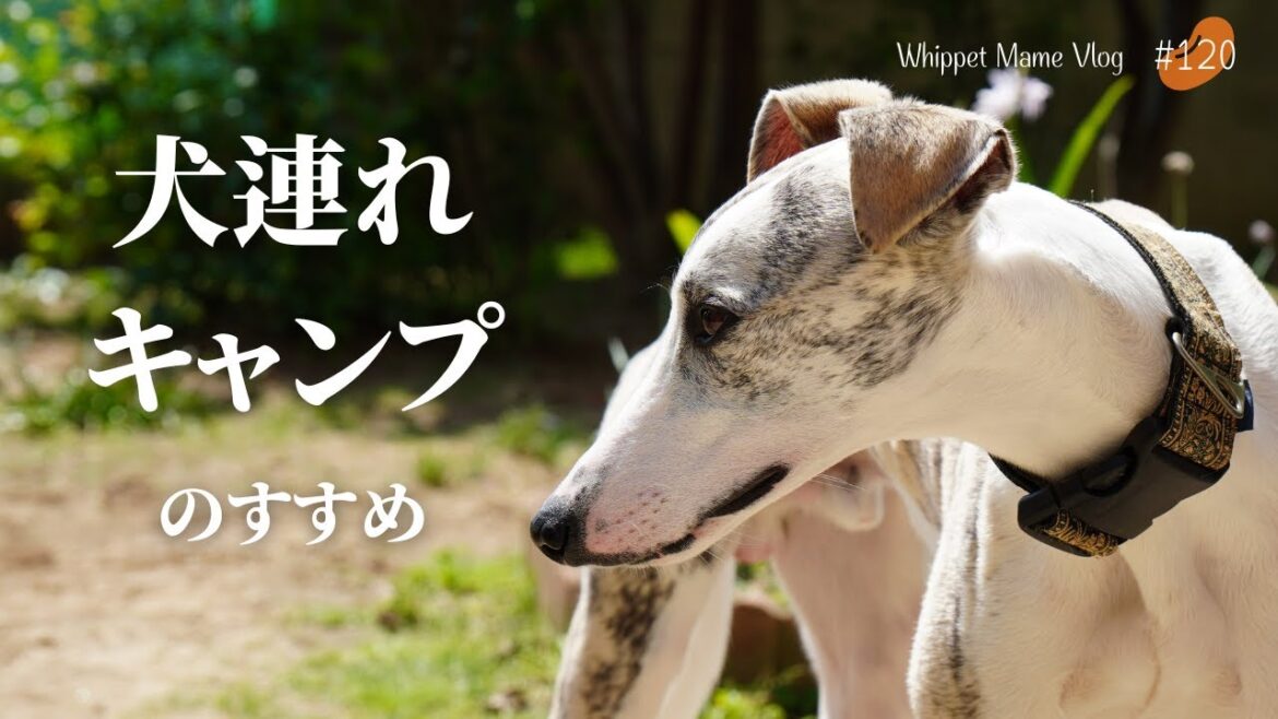 犬と一緒にキャンプがこんなにも楽しそう！犬が喜ぶキャンプ　#120