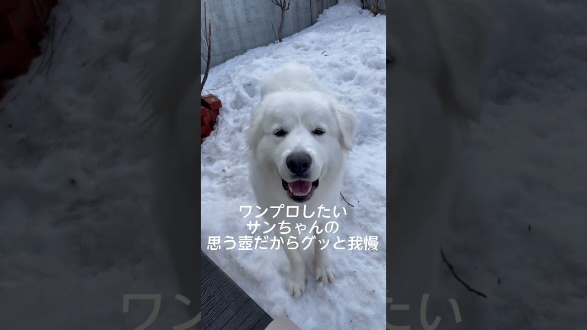 調子乗って叱られました。　　#グレートピレニーズ #超大型犬 #しつけ