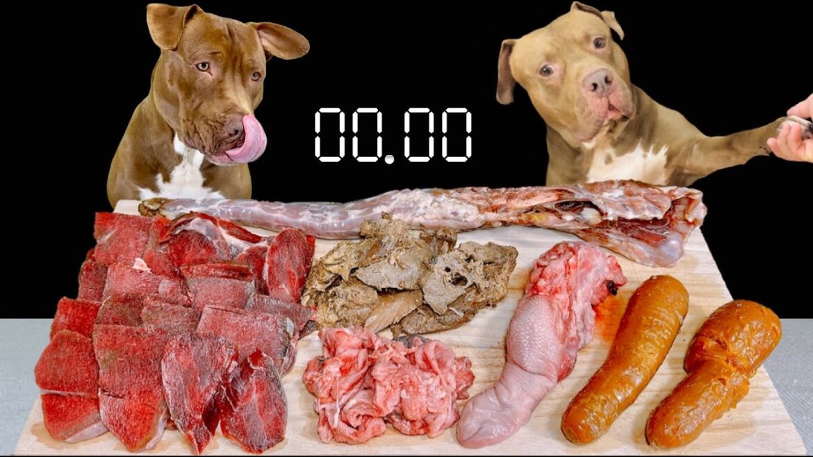 【犬の咀嚼音】今日もお肉や骨をバクバク食べるピットブル 【犬の咀嚼音】今日もお肉や骨をバクバク食べるピットブル