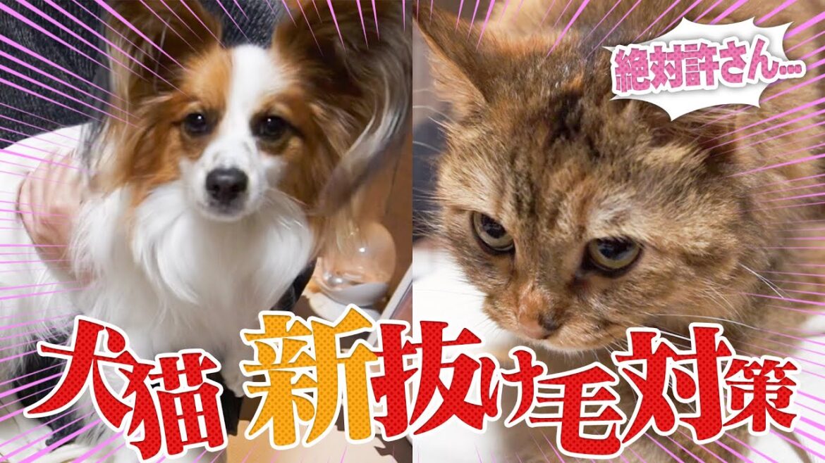 【新抜け毛対策】パピヨンとミヌエットの換毛期！新しくファーミネーター導入しました【子犬&子猫】