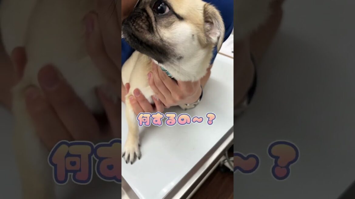 歯磨きシートを食べちゃったペキニーズ×パグが動物病院にやってきた！