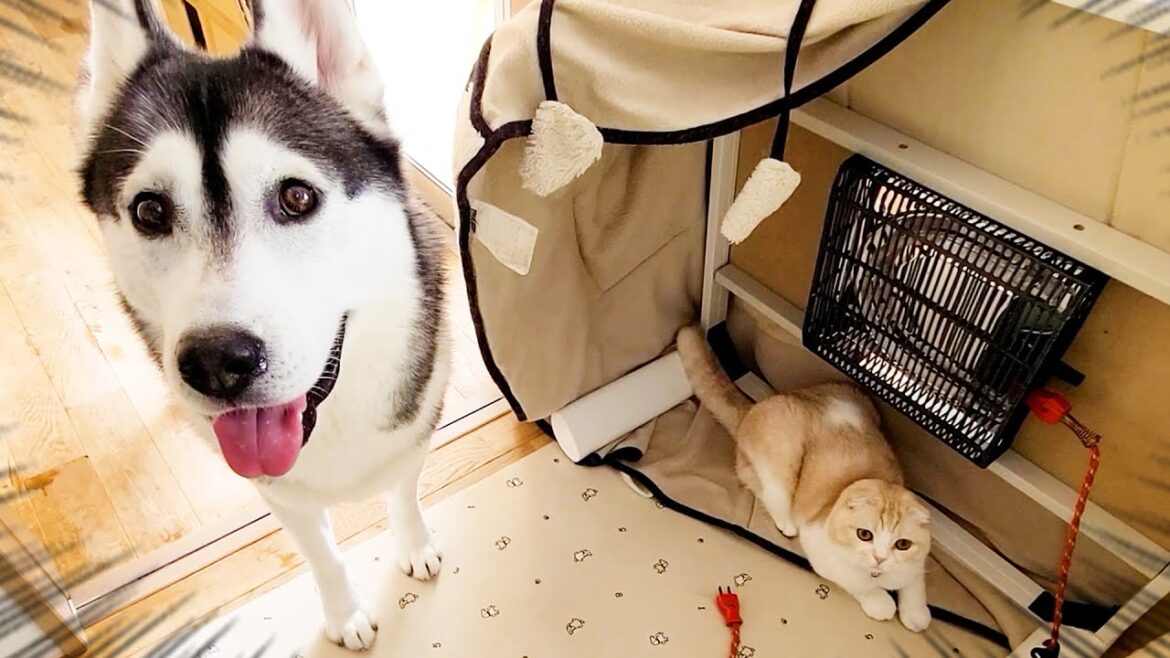 こたつを片付けないで欲しい子猫と犬がこちら… こたつを片付けないで欲しい子猫と犬がこちら...