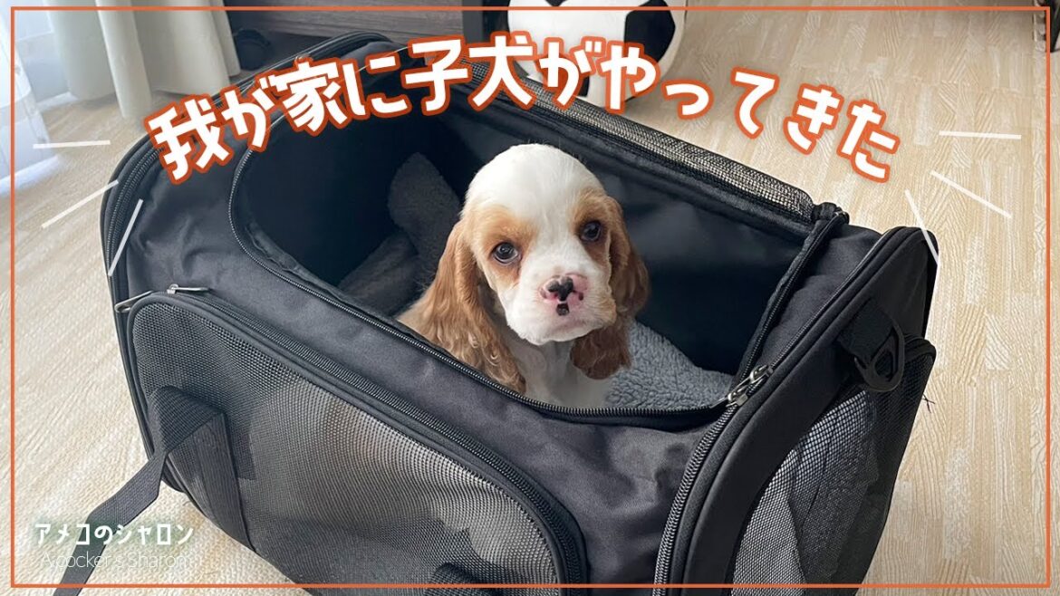 【お迎え初日】生後2ヶ月のかわいい子犬がやってきた【アメリカンコッカースパニエル】