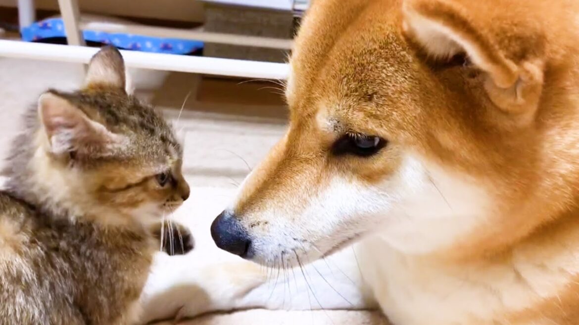 柴犬が子猫達のママになった日。誕生日おめでとうリコ♥