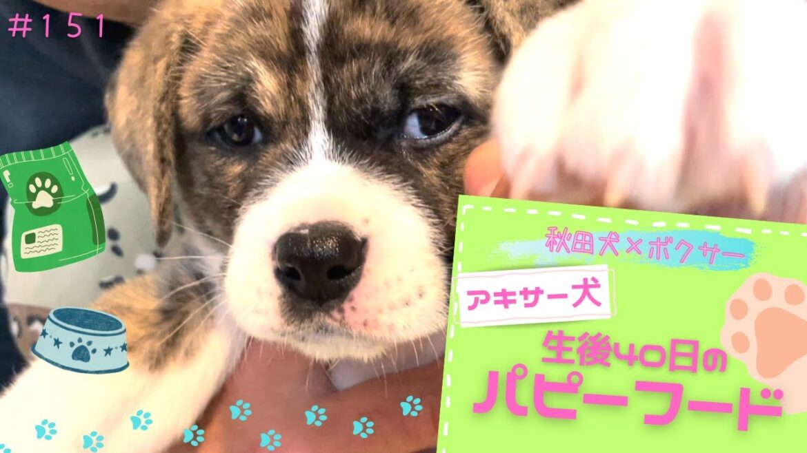【秋田犬×ボクサー】トニーの食べっぷりが気持ちいい