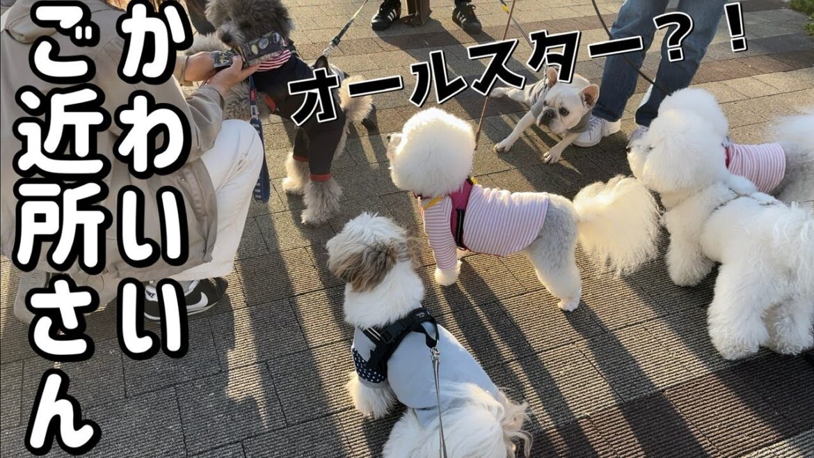 【大集合】シーズー犬のご近所に住むワンちゃんがオールスターすぎたって話w #shorts / Shih Tzu taking a walk with all-star dogs.