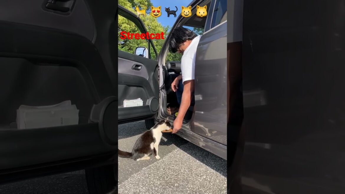 street cat feeding & me ♿️ in kochi Shi,japan part-13 #日本 #猫 #地域猫 #ねこ動画 #かわいい猫 #shorts #india #kochi