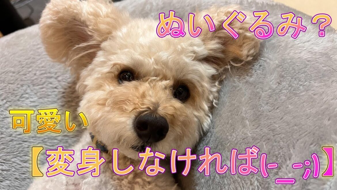 大人しければ可愛いトイプードルのココ5才