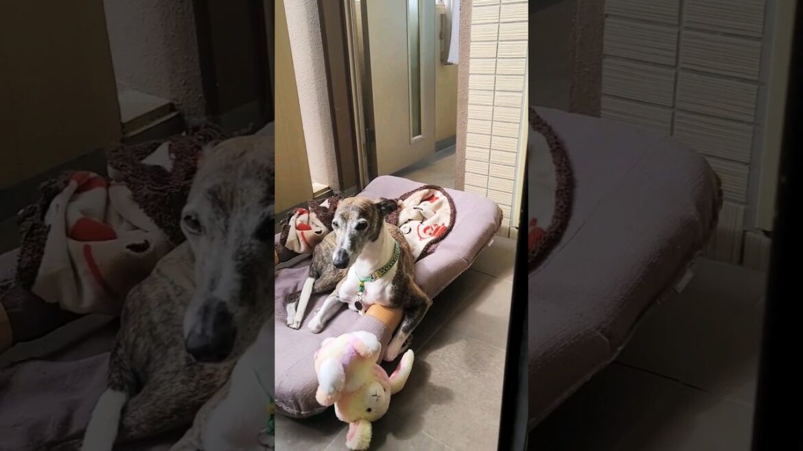 くつろぎまくるお犬様。ウィペットのカイトおじさん。 Whippet Dog KAITO Super Relaxation FUKUOKA JAPAN