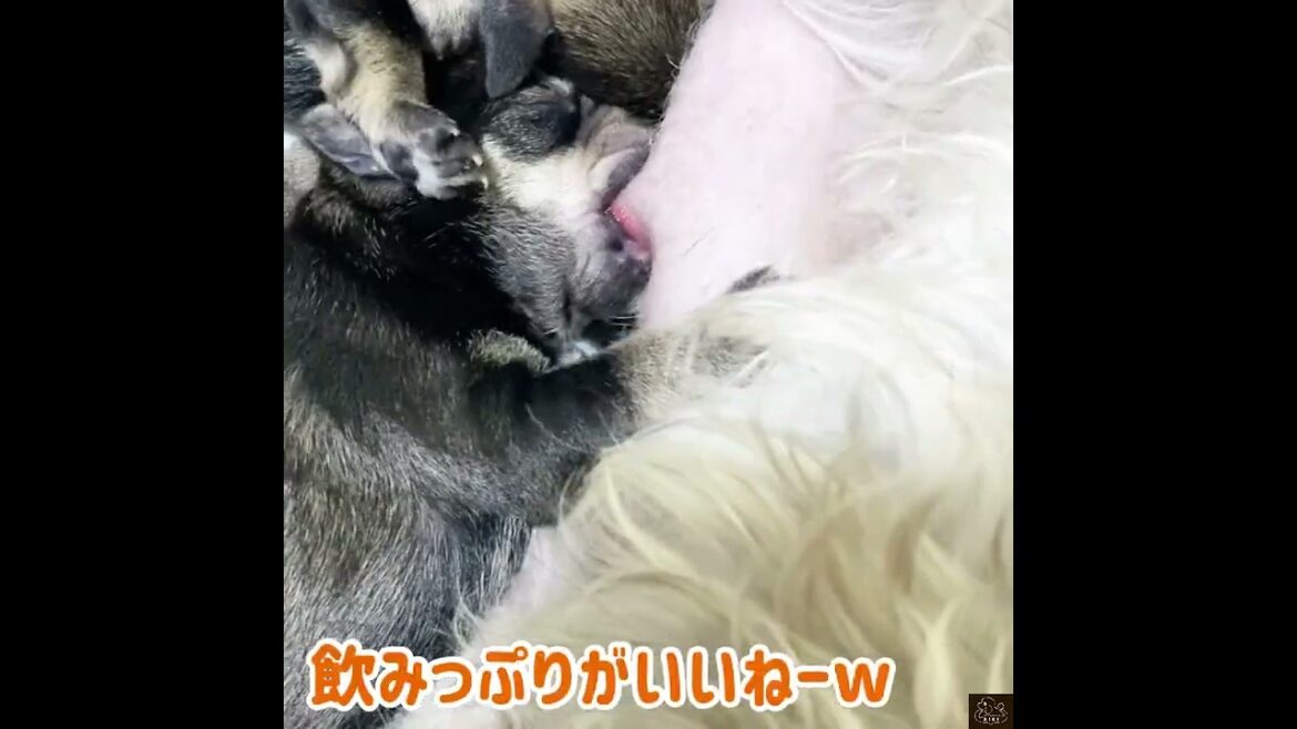 ダイ●ン並の吸引力です【ミニチュアシュナウザー】