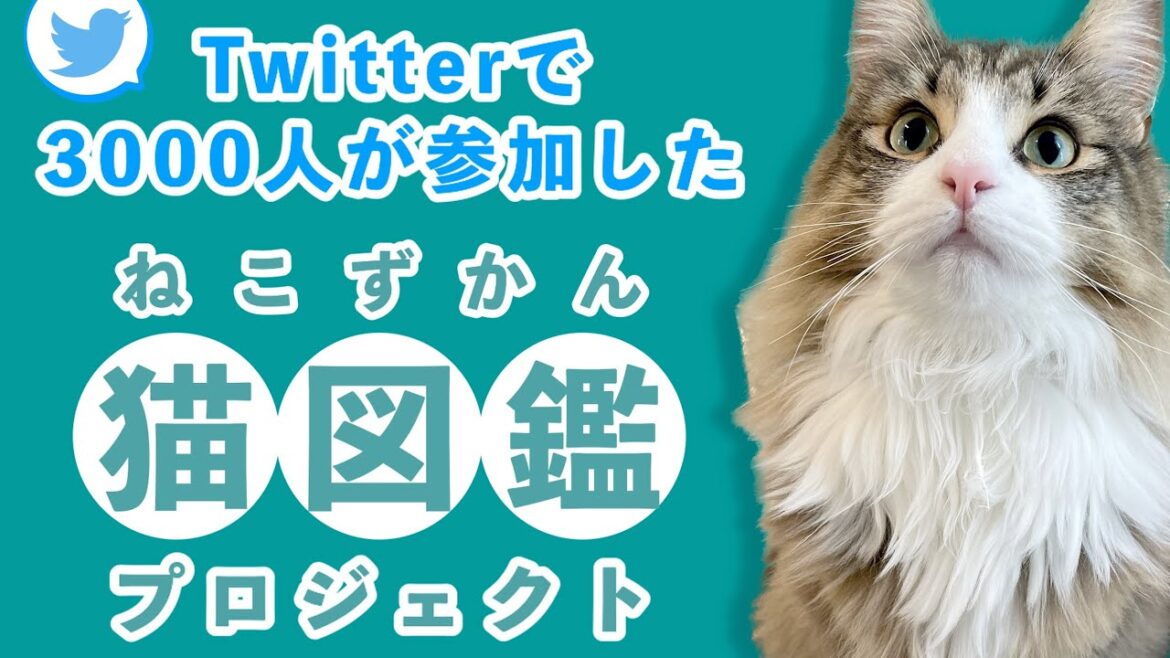 Twitterで猫の写真を募集したら3000匹の猫ちゃんが大集結しちゃいました Twitterで猫の写真を募集したら3000匹の猫ちゃんが大集結しちゃいました
