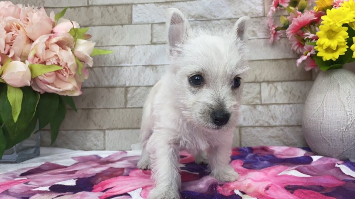 ウエスト・ハイランド・ホワイト・テリアの子犬 2023年2月1日生まれ メス 【何の音を聞いてるのかな?ウェスティーの女の子】 ウエスト・ハイランド・ホワイト・テリアの子犬 2023年2月1日生まれ メス 【何の音を聞いてるのかな?ウェスティーの女の子】