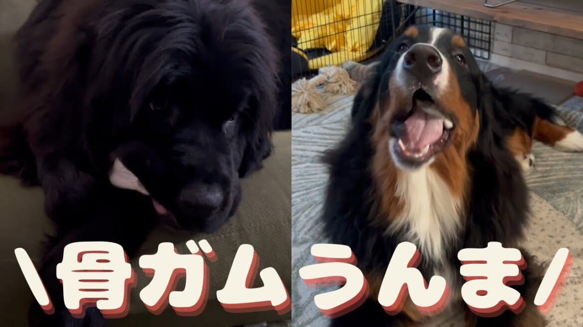 ハニライの骨ガムの食べ方比較【ニューファンドランド・超大型犬・ハニーちゃん・バーニーズマウンテンドッグ・大型犬・ライリーくん・ハニライちゃんねる】 ハニライの骨ガムの食べ方比較【ニューファンドランド・超大型犬・ハニーちゃん・バーニーズマウンテンドッグ・大型犬・ライリーくん・ハニライちゃんねる】