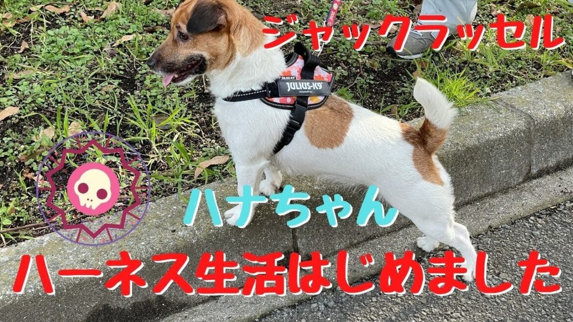 ジャックラッセルの暴走娘ハナちゃん　初めてのハーネスに困るお義父さんｗ　赤穂市　海浜公園
