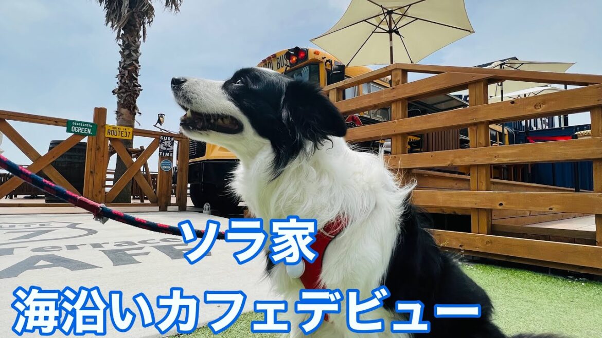 ソラとの初めてのお出かけ｜海沿いの人気カフェ｜#ボーダーコリー