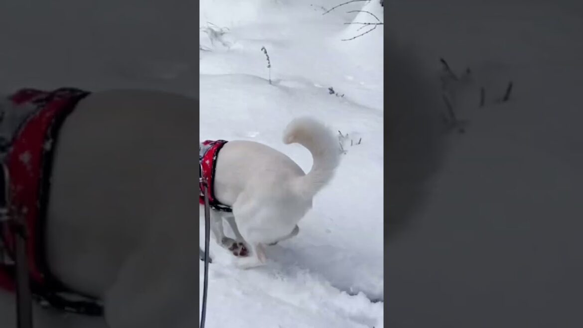紀州犬まこと、2度目の冬