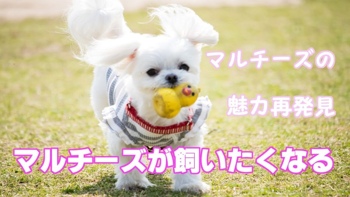 マルチーズの魅力再発見！絶対に飼いたくなる動画はこちらです。