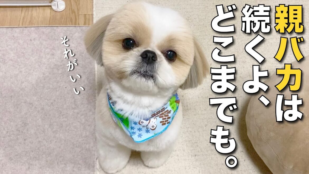 【シーズー】トリミングするたびに可愛くなるうちの愛犬と親バカ飼い主！www【250】