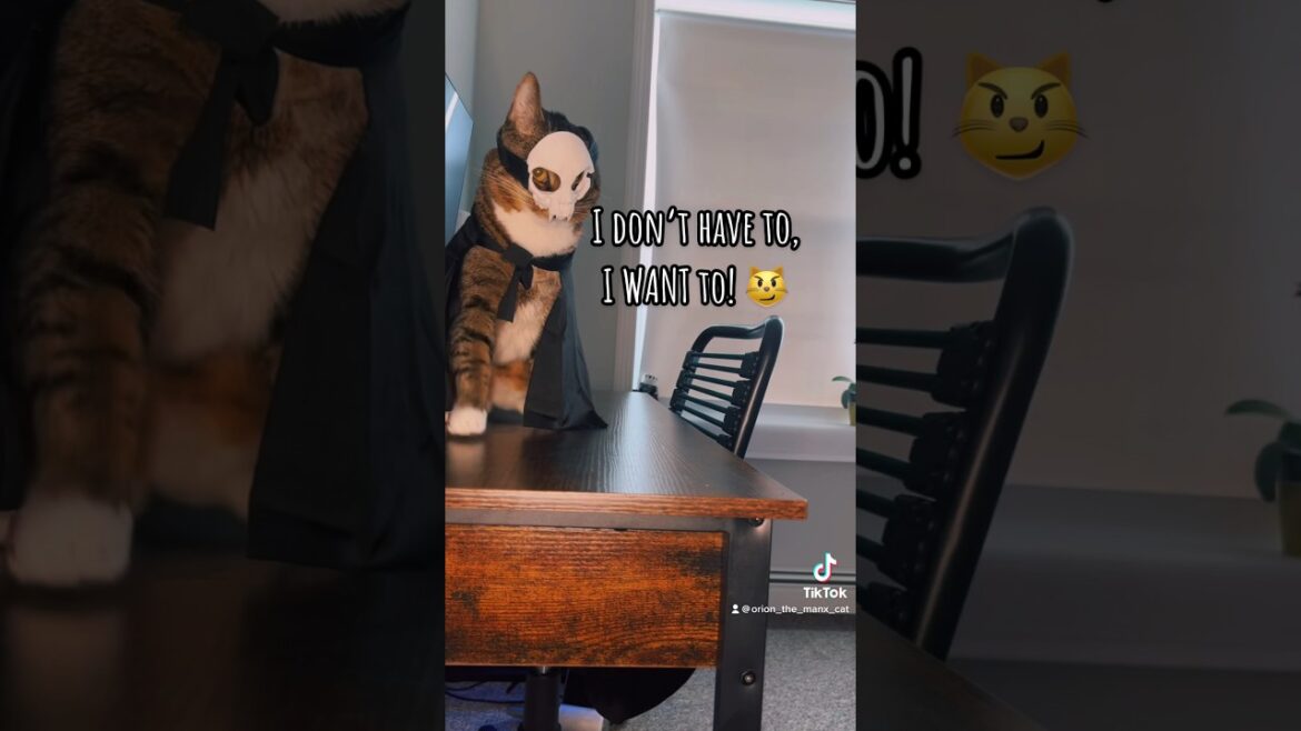 No more treats, Orion the Cat #cat #cutecatshorts #catsoftiktok