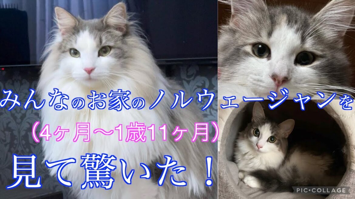 すごっ!みんなの家のノルウェージャンフォレストキャットを見て驚いた!ノルウェージャンフォレストキャット すごっ!みんなの家のノルウェージャンフォレストキャットを見て驚いた!ノルウェージャンフォレストキャット