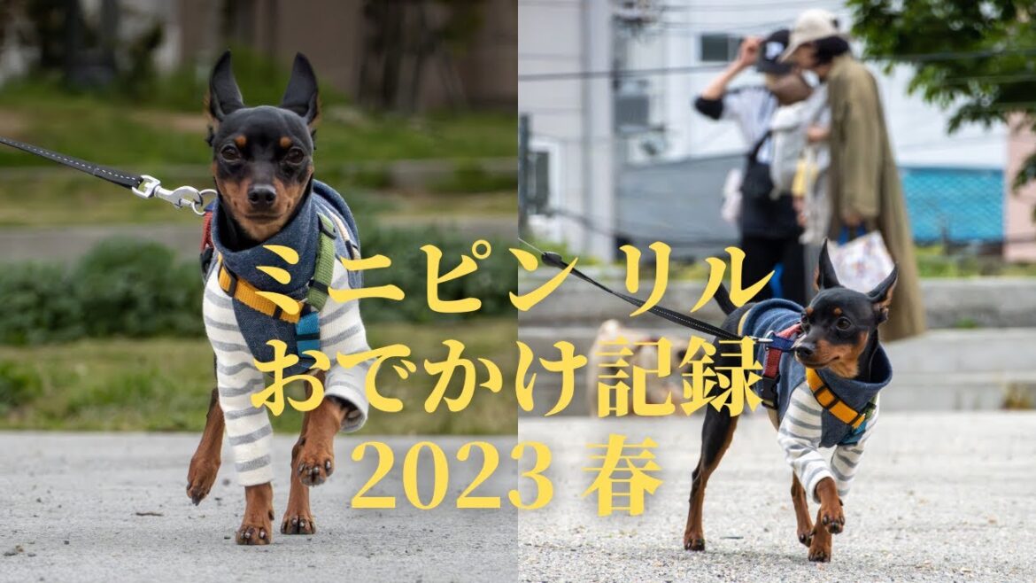 ミニピンのリル おでかけ記録（海とドッグランと近所の公園）