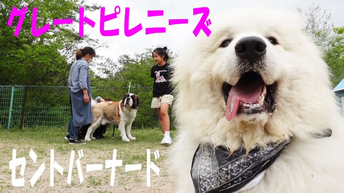 【ゴールデンウイーク３日目】グレートピレニーズ×セントバーナード　平凡なセントバーナードの日記The Diary of an Ordinary St. Bernard