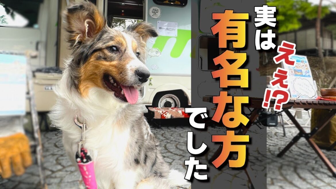 【実は有名な人だった…】ペットＯＫレンタルキャンピングカー♪【ブルーマールタン 】【ブルートライマール 】【暴🌸犬🌸姫】#bordercollie #ボーダーコリー #子犬