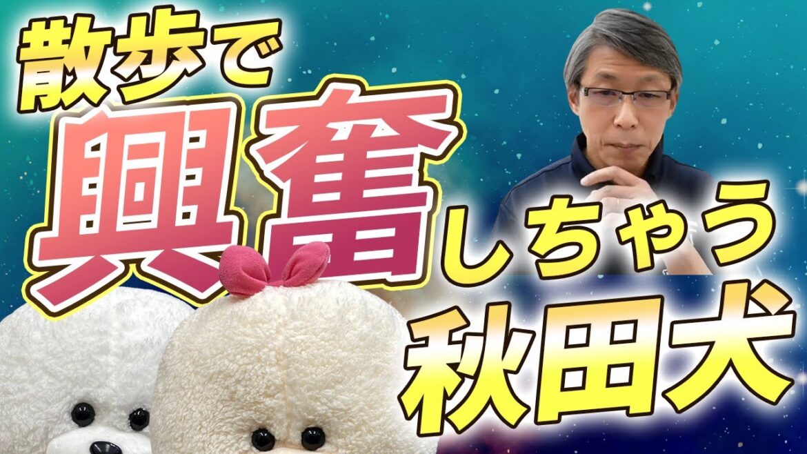 【犬のしつけ】8ヵ月の秋田犬。散歩で興奮してしまう【悩み相談ライブ切り抜き】 【犬のしつけ】8ヵ月の秋田犬。散歩で興奮してしまう【悩み相談ライブ切り抜き】