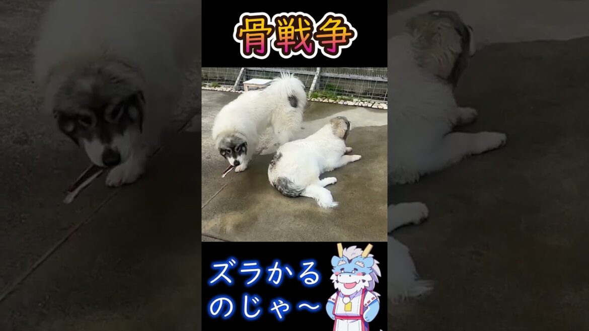 【大型犬】骨泥棒あらわる【グレートピレニーズ】#shorts #グレートピレニーズ