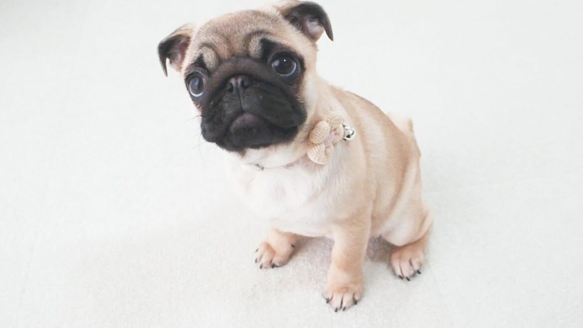 はじめまして。私の名前はノイです。Nice to meet you. My name is Noi.【パグ、pug】 はじめまして。私の名前はノイです。Nice to meet you. My name is Noi.【パグ、pug】