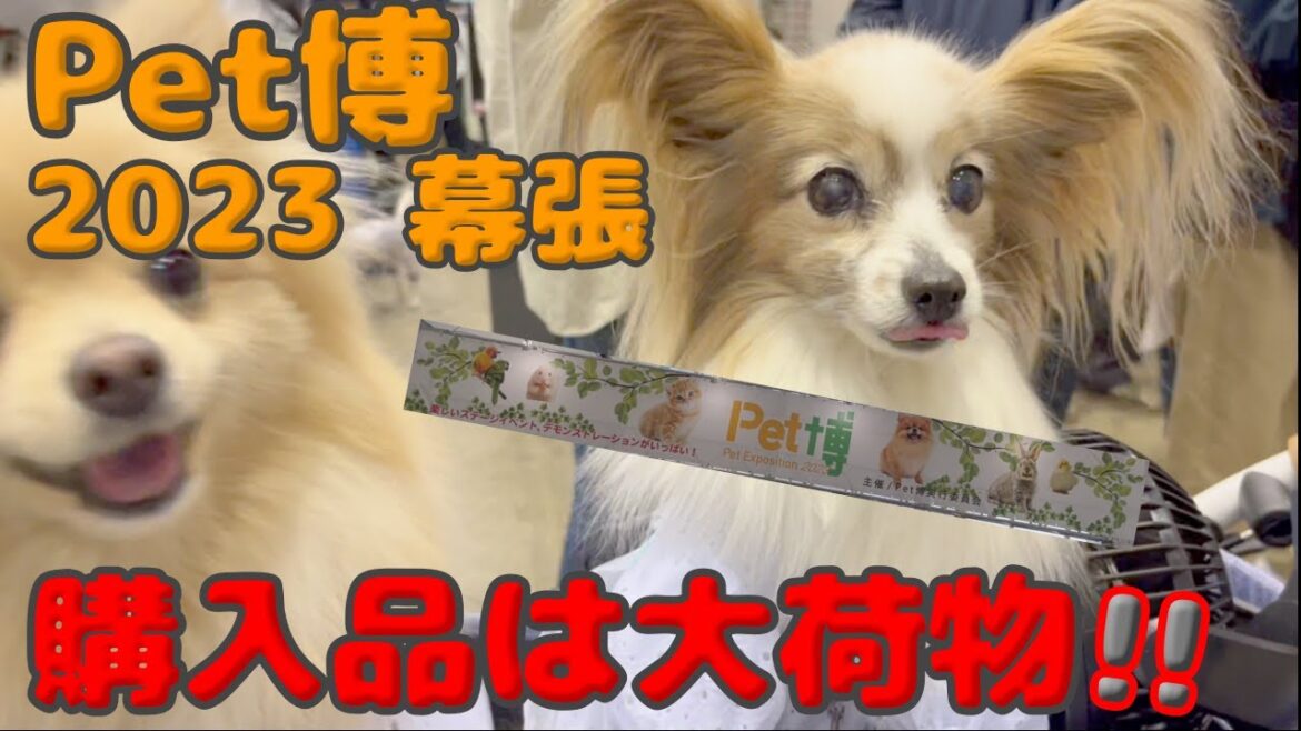 【幕張Pet博2023】初日の様子と、購入品のご紹介‼️#ペット博#犬イベント#パピヨン#ポメラニアン 【幕張Pet博2023】初日の様子と、購入品のご紹介‼️#ペット博#犬イベント#パピヨン#ポメラニアン