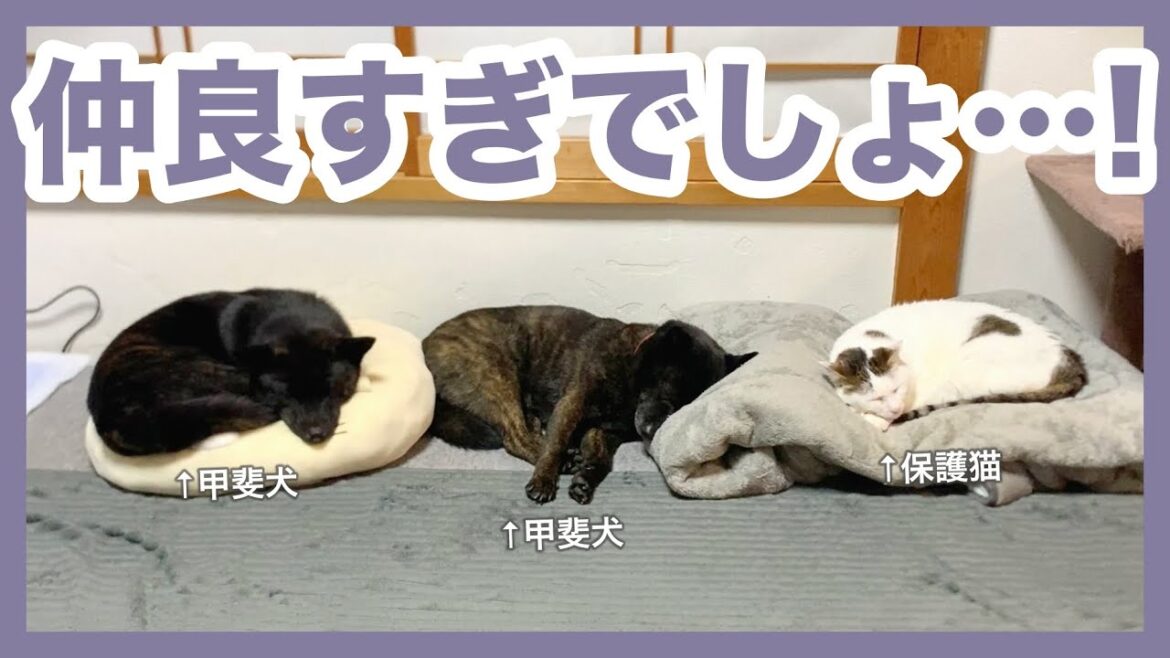 【甲斐犬】ふと見たら3匹並んで眠っていた仲良し犬猫が可愛すぎる…！